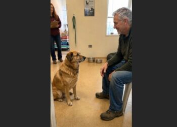 Jasper Waited 912 Days for Someone to Choose Him — On Day 913, a Man Asked for the Dog Everyone Else Had Passed By