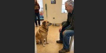 Jasper Waited 912 Days for Someone to Choose Him — On Day 913, a Man Asked for the Dog Everyone Else Had Passed By