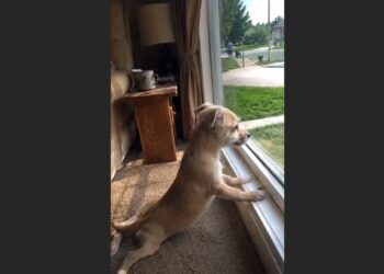 Every Morning, Murphy Made His Way to the Window — And Slowly Changed the Way I Saw My Own Life