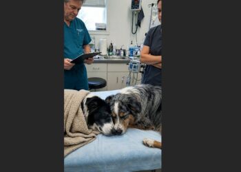 Murphy Had Barely Responded for Days — Then Jasper Climbed Beside Him at the Veterinary Clinic