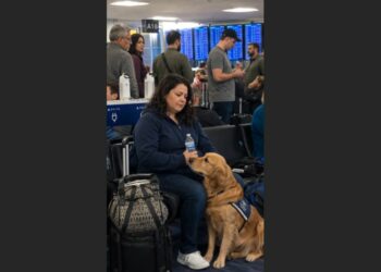 She Thought Jasper Was Just a Large Dog in the Airport — Then He Alerted Before Anyone Else Saw the Emergency