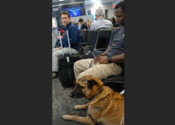 A Traveler Asked Why Ranger Was Allowed on the Plane — He Had No Idea What the Old Belgian Malinois Had Already Done