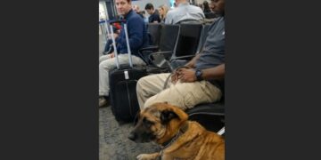 A Traveler Asked Why Ranger Was Allowed on the Plane — He Had No Idea What the Old Belgian Malinois Had Already Done