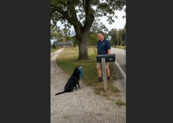 For Nearly Seven Years, Cooper Waited by the Mailbox Twice a Week — Then One Tuesday, Only His Blue Rope Toy Was There