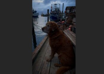 For Nearly Three Years, Rusty Waited Beside Dock 7 Every Evening — Then the Harbor Learned What Else He Had Been Doing