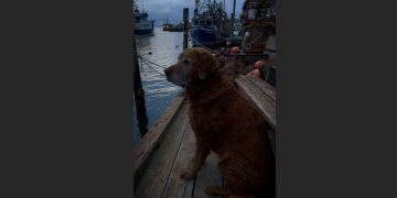 For Nearly Three Years, Rusty Waited Beside Dock 7 Every Evening — Then the Harbor Learned What Else He Had Been Doing