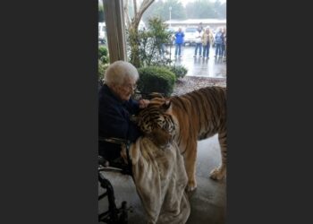 A 600-Pound Tiger Escaped During a Storm — Then He Stopped in Front of an 82-Year-Old Woman From His Past