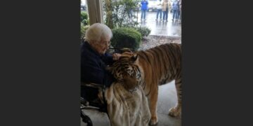 A 600-Pound Tiger Escaped During a Storm — Then He Stopped in Front of an 82-Year-Old Woman From His Past