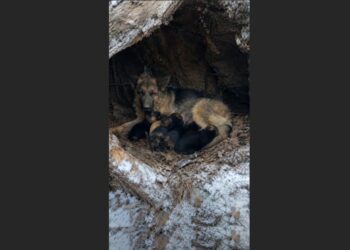 A Pregnant German Shepherd Vanished Into a Montana Snowstorm — 26 Days Later, a Forestry Worker Found Her Beneath a Fallen Tree