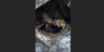 A Pregnant German Shepherd Vanished Into a Montana Snowstorm — 26 Days Later, a Forestry Worker Found Her Beneath a Fallen Tree