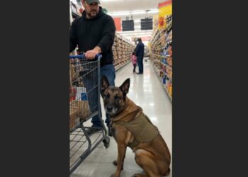 A Father Pulled His Daughter Away From Scout at the Grocery Store — He Had No Idea What the Retired Military Dog Had Already Done