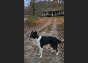 Cooper Waited by the Empty Driveway for Months — Then a 72-Year-Old Widower Let Him Wait Without Asking Him to Change