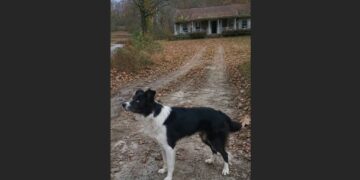 Cooper Waited by the Empty Driveway for Months — Then a 72-Year-Old Widower Let Him Wait Without Asking Him to Change