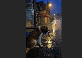 A Family Tied Their Saint Bernard to a Bus Stop in the Rain — Then a Veterinary Assistant Heard Him Whimper