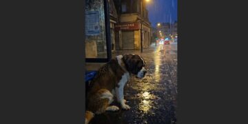 A Family Tied Their Saint Bernard to a Bus Stop in the Rain — Then a Veterinary Assistant Heard Him Whimper