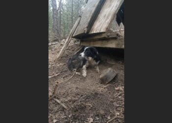 Search Teams Were Looking for an Eight-Year-Old Girl — Then They Found the Dog She Had Spent the Night Beside