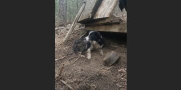 Search Teams Were Looking for an Eight-Year-Old Girl — Then They Found the Dog She Had Spent the Night Beside