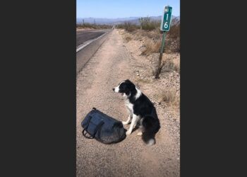 For Nearly a Month, Willow Stayed Beside an Old Blue Duffel Bag on an Arizona Highway — Then Someone Finally Opened It