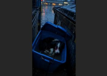 I Had Less Than $40 Left When I Found Daisy in a Rain-Filled Storage Bin — I Stopped Anyway