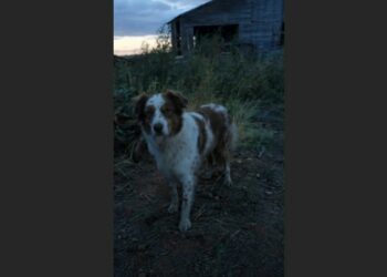 Willow Had Spent Months Keeping Twenty Feet Between Us — Then One Stormy Night, She Walked Into the Garage