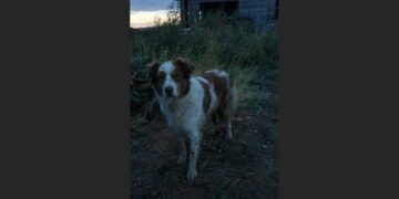 Willow Had Spent Months Keeping Twenty Feet Between Us — Then One Stormy Night, She Walked Into the Garage