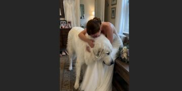 Thirty Minutes Before Her Wedding, Emily’s Great Pyrenees Walked Into the Bridal Room Carrying Her Late Father’s Old Blue Tie