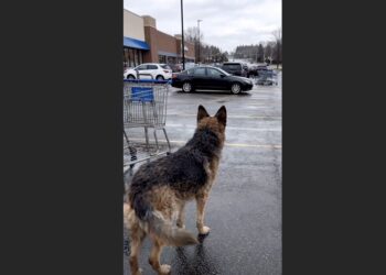An Elderly German Shepherd Was Pushed From an SUV and Left in a Grocery Store Parking Lot—Then a Teenager Sat Down Beside Him