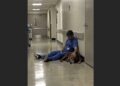After a 14-Hour Surgery, an Exhausted Doctor Sat Alone on a Hospital Floor—Then Jasper the Labrador Quietly Joined Him