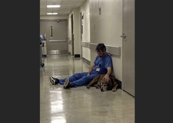 After a 14-Hour Surgery, an Exhausted Doctor Sat Alone on a Hospital Floor—Then Jasper the Labrador Quietly Joined Him