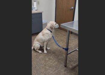 Bailey’s Family Asked a Veterinarian to Euthanize Him Because His Arthritis Had Become Expensive—She Examined the 15-Year-Old Lab and Made a Different Decision