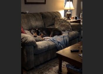I Drove Home Angry Because My Wife Had Rescued Another Animal—Then I Saw the Starving Doberman Asleep on Our Sofa