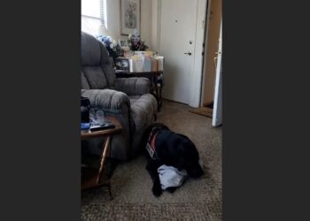 Three Days After My Brother’s Funeral, the Apartment Manager Ordered His Service Dog Out—But Cooper Had Already Lost Enough