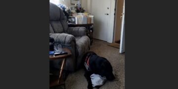 Three Days After My Brother’s Funeral, the Apartment Manager Ordered His Service Dog Out—But Cooper Had Already Lost Enough