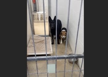 We Went to the Shelter Planning to Adopt One Dog—Then Staff Warned Us Not to Let the Little Hound Lose Sight of the Shepherd