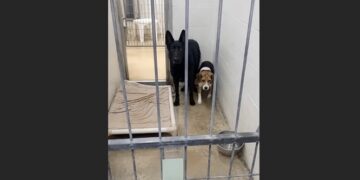 We Went to the Shelter Planning to Adopt One Dog—Then Staff Warned Us Not to Let the Little Hound Lose Sight of the Shepherd