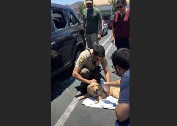 Ninety Minutes Into His First Patrol Shift, a Rookie Deputy Smashed an SUV Window—Then He Saw the Puppy Inside