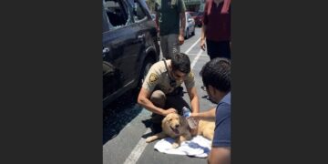 Ninety Minutes Into His First Patrol Shift, a Rookie Deputy Smashed an SUV Window—Then He Saw the Puppy Inside