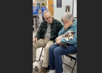 At 68, We Swore We Were Done Raising Puppies—Then Two Partially Sighted Littermates Changed Our Retirement Plans