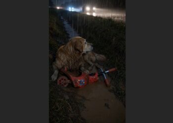 For Hours, an Old Golden Retriever Lay Beside a Shattered Red Scooter on Highway 41—Then a Trooper Realized the Dog Was Trying to Lead Him Somewhere
