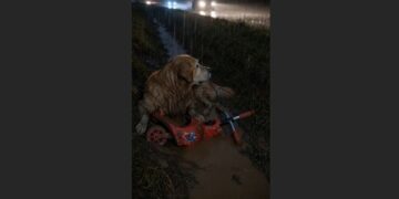 For Hours, an Old Golden Retriever Lay Beside a Shattered Red Scooter on Highway 41—Then a Trooper Realized the Dog Was Trying to Lead Him Somewhere