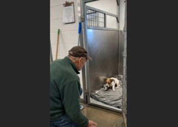 For Five Weeks, a Frightened Terrier Wouldn’t Leave the Back of His Kennel—Then an Older Caretaker Sat Down and Let the Dog Make the First Move