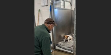 For Five Weeks, a Frightened Terrier Wouldn’t Leave the Back of His Kennel—Then an Older Caretaker Sat Down and Let the Dog Make the First Move