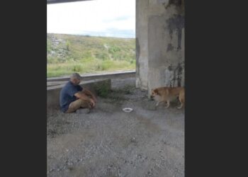 For Nearly Two Years, Diesel Lived Beneath a Mississippi Overpass—Then the Trucker Who Fed Him Twice a Week Stopped to Say Goodbye