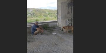For Nearly Two Years, Diesel Lived Beneath a Mississippi Overpass—Then the Trucker Who Fed Him Twice a Week Stopped to Say Goodbye