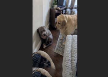Rex Had Spent Years Avoiding Every Human Touch—Then a Neighbor’s Golden Retriever Met Him Once and Cried at the Door All Night