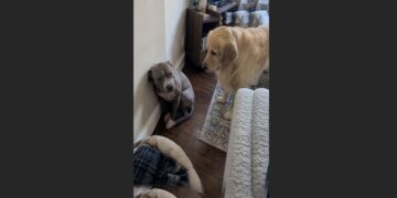 Rex Had Spent Years Avoiding Every Human Touch—Then a Neighbor’s Golden Retriever Met Him Once and Cried at the Door All Night