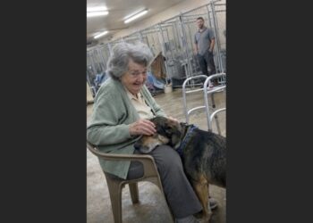 Charlie Had Been Returned Twice for Being “Too Needy”—Then a Widow Walked Into the Shelter Looking for a Dog Who Would Never Leave Her Side