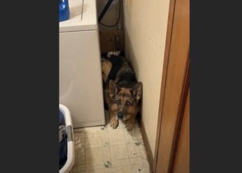 Hazel Spent So Long in a Cramped Pen That Her First Night in a House, She Chose the Space Beside the Washing Machine