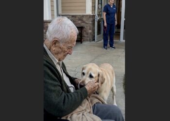 Walter Had Forgotten Names He’d Known for Years—Then His Old Labrador Walked Up and Pushed a Gray Muzzle Beneath His Hand