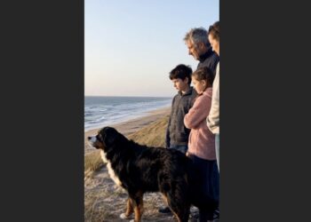 At 13, Baxter Had Never Seen the Ocean—So His Family Drove Two Hours to Give Their Old Bernese One Last Good Day